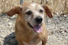 BOLA, Hund, Mischlingshund in Spanien - Bild 1