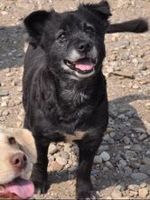NEGRIO, Hund, Mischlingshund in Rumänien - Bild 1