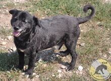 NEGRIO, Hund, Mischlingshund in Rumänien - Bild 10