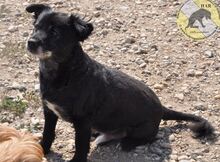 NEGRIO, Hund, Mischlingshund in Rumänien - Bild 11