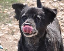 NEGRIO, Hund, Mischlingshund in Rumänien - Bild 14