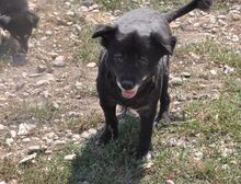 NEGRIO, Hund, Mischlingshund in Rumänien - Bild 15