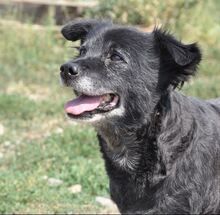 NEGRIO, Hund, Mischlingshund in Rumänien - Bild 16