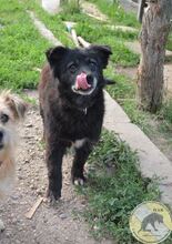 NEGRIO, Hund, Mischlingshund in Rumänien - Bild 2