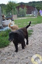 NEGRIO, Hund, Mischlingshund in Rumänien - Bild 3