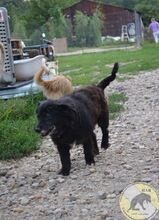 NEGRIO, Hund, Mischlingshund in Rumänien - Bild 4