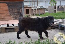 NEGRIO, Hund, Mischlingshund in Rumänien - Bild 5
