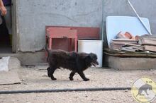 NEGRIO, Hund, Mischlingshund in Rumänien - Bild 6