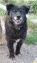NEGRIO, Hund, Mischlingshund in Rumänien - Bild 7