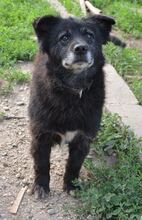 NEGRIO, Hund, Mischlingshund in Rumänien - Bild 8