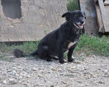 NEGRIO, Hund, Mischlingshund in Rumänien - Bild 9