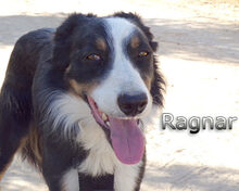 RAGNAR, Hund, Border Collie-Mix in Spanien - Bild 1