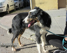 RAGNAR, Hund, Border Collie-Mix in Spanien - Bild 10