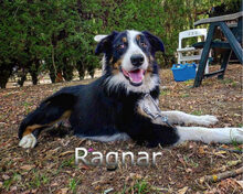 RAGNAR, Hund, Border Collie-Mix in Spanien - Bild 11