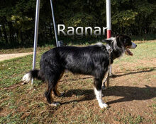 RAGNAR, Hund, Border Collie-Mix in Spanien - Bild 12