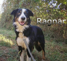 RAGNAR, Hund, Border Collie-Mix in Spanien - Bild 13