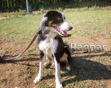 RAGNAR, Hund, Border Collie-Mix in Spanien - Bild 14