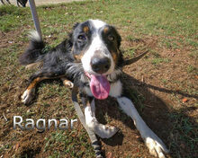 RAGNAR, Hund, Border Collie-Mix in Spanien - Bild 15