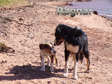 RAGNAR, Hund, Border Collie-Mix in Spanien - Bild 4