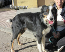 RAGNAR, Hund, Border Collie-Mix in Spanien - Bild 7