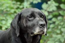 BAXLEY, Hund, Mischlingshund in Slowakische Republik - Bild 2
