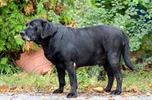 BAXLEY, Hund, Mischlingshund in Slowakische Republik - Bild 3