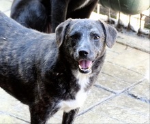 CUBBI, Hund, Mischlingshund in Rumänien - Bild 1