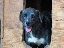 CUBBI, Hund, Mischlingshund in Rumänien - Bild 10