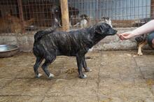 CUBBI, Hund, Mischlingshund in Rumänien - Bild 2