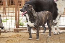 CUBBI, Hund, Mischlingshund in Rumänien - Bild 3