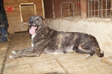 CUBBI, Hund, Mischlingshund in Rumänien - Bild 4