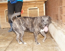 CUBBI, Hund, Mischlingshund in Rumänien - Bild 5