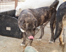 CUBBI, Hund, Mischlingshund in Rumänien - Bild 6