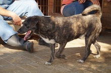 CUBBI, Hund, Mischlingshund in Rumänien - Bild 7