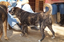 CUBBI, Hund, Mischlingshund in Rumänien - Bild 8