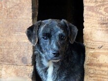 CUBBI, Hund, Mischlingshund in Rumänien - Bild 9