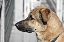 TRUST, Hund, Deutscher Schäferhund-Mix in Spanien - Bild 4