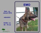 EMO, Hund, Deutscher Schäferhund-Mix in Slowakische Republik - Bild 3