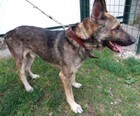 EMO, Hund, Deutscher Schäferhund-Mix in Slowakische Republik - Bild 4