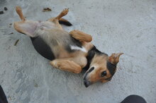 ATHENA, Hund, Mischlingshund in Italien - Bild 3