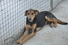 ATHENA, Hund, Mischlingshund in Italien - Bild 4