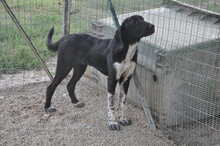 SEBASTIEN, Hund, Mischlingshund in Italien - Bild 2