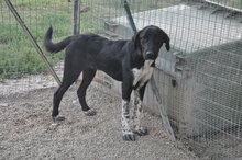 SEBASTIEN, Hund, Mischlingshund in Italien - Bild 3
