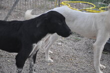 SEBASTIEN, Hund, Mischlingshund in Italien - Bild 4