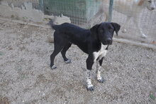 SEBASTIEN, Hund, Mischlingshund in Italien - Bild 5