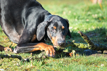 CÄSAR, Hund, Dobermann in Nauen - Bild 6