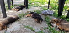 LISA, Hund, Mischlingshund in Bosnien und Herzegowina - Bild 5