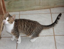 FIORA, Katze, Europäisch Kurzhaar in Griechenland - Bild 3