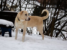 PACIUCCHETTO, Hund, Mischlingshund in Wiesenfelden - Bild 5
