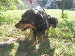 ROMEO, Hund, Mischlingshund in Slowakische Republik - Bild 3